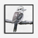 Shop Kookaburra On A Branch (Square) Canvas Print a painted bird themed framed canvas wall art print from The Print Emporium artwork collection - Buy Australian made fine art painting style stretched canvas prints for the home and your interior decor space, TPE-388-CA-40X40-NF
