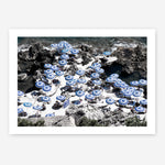 Shop La Fontelina I Photo Art Print a coastal themed photography wall art print from The Print Emporium wall artwork collection - Buy Australian made fine art poster and framed prints for the home and your interior decor, TPE-716-AP