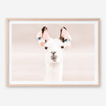 Shop Llama Photo Art Print a Moroccan desert boho themed photography wall art print from The Print Emporium wall artwork collection - Buy Australian made fine art poster and framed prints for the home and your interior decor room, TPE-556-AP