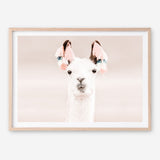 Shop Llama Photo Art Print a Moroccan desert boho themed photography wall art print from The Print Emporium wall artwork collection - Buy Australian made fine art poster and framed prints for the home and your interior decor room, TPE-556-AP