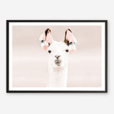 Shop Llama Photo Art Print a Moroccan desert boho themed photography wall art print from The Print Emporium wall artwork collection - Buy Australian made fine art poster and framed prints for the home and your interior decor room, TPE-556-AP