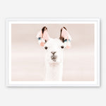 Shop Llama Photo Art Print a Moroccan desert boho themed photography wall art print from The Print Emporium wall artwork collection - Buy Australian made fine art poster and framed prints for the home and your interior decor room, TPE-556-AP