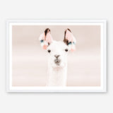 Shop Llama Photo Art Print a Moroccan desert boho themed photography wall art print from The Print Emporium wall artwork collection - Buy Australian made fine art poster and framed prints for the home and your interior decor room, TPE-556-AP
