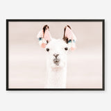 Shop Llama Photo Art Print a Moroccan desert boho themed photography wall art print from The Print Emporium wall artwork collection - Buy Australian made fine art poster and framed prints for the home and your interior decor room, TPE-556-AP