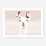 Shop Llama Photo Art Print a Moroccan desert boho themed photography wall art print from The Print Emporium wall artwork collection - Buy Australian made fine art poster and framed prints for the home and your interior decor room, TPE-556-AP