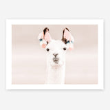 Shop Llama Photo Art Print a Moroccan desert boho themed photography wall art print from The Print Emporium wall artwork collection - Buy Australian made fine art poster and framed prints for the home and your interior decor room, TPE-556-AP