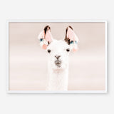 Shop Llama Photo Art Print a Moroccan desert boho themed photography wall art print from The Print Emporium wall artwork collection - Buy Australian made fine art poster and framed prints for the home and your interior decor room, TPE-556-AP