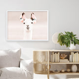 Shop Llama Photo Art Print a Moroccan desert boho themed photography wall art print from The Print Emporium wall artwork collection - Buy Australian made fine art poster and framed prints for the home and your interior decor room, TPE-556-AP