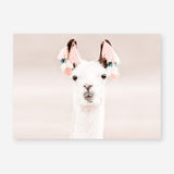 Shop Llama Photo Art Print a Moroccan desert boho themed photography wall art print from The Print Emporium wall artwork collection - Buy Australian made fine art poster and framed prints for the home and your interior decor room, TPE-556-AP