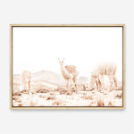 Shop Llamas Grazing Photo Canvas Print a Moroccan desert boho themed photography framed stretched canvas print from The Print Emporium wall artwork collection - Buy Australian made prints for the home and your interior decor space, TPE-506-CA-35X46-NF
