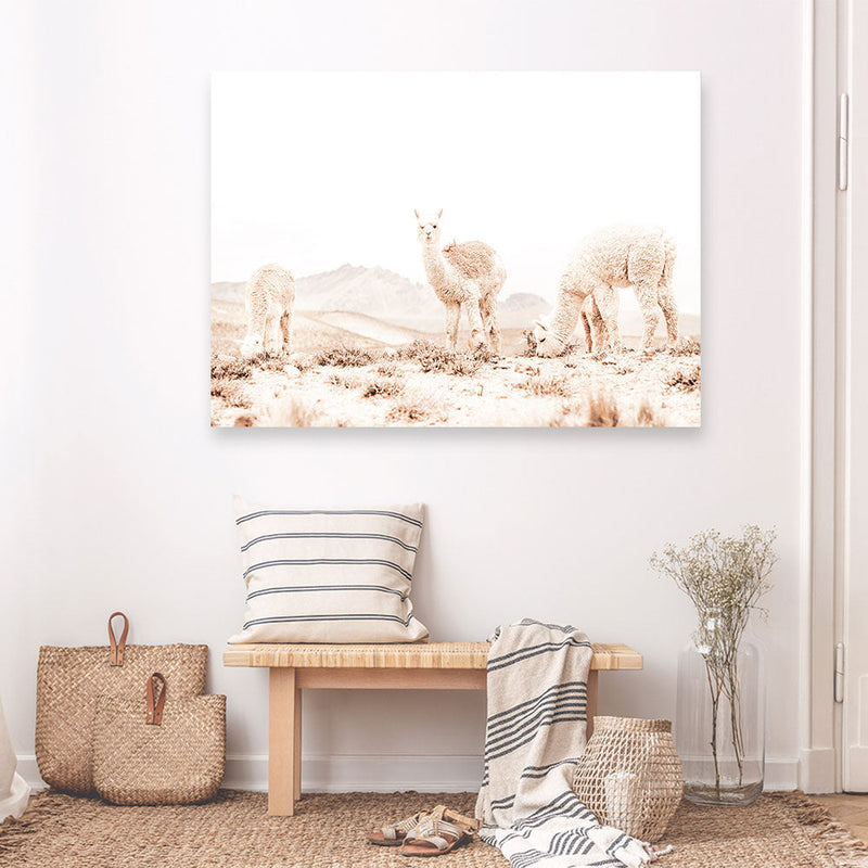 Shop Llamas Grazing Photo Canvas Print a Moroccan desert boho themed photography framed stretched canvas print from The Print Emporium wall artwork collection - Buy Australian made prints for the home and your interior decor space, TPE-506-CA-35X46-NF
