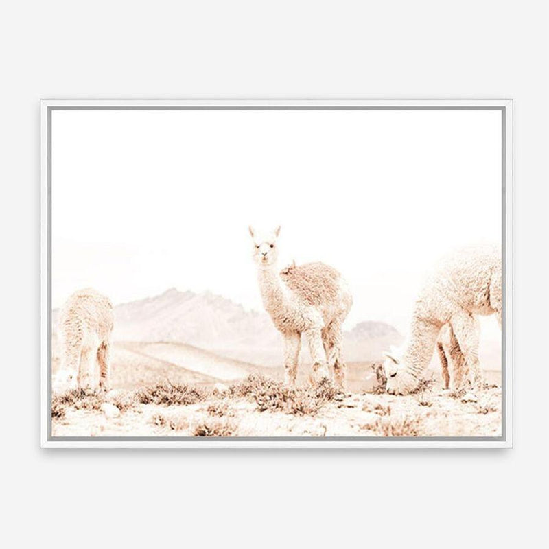 Shop Llamas Grazing Photo Canvas Print a Moroccan desert boho themed photography framed stretched canvas print from The Print Emporium wall artwork collection - Buy Australian made prints for the home and your interior decor space, TPE-506-CA-35X46-NF