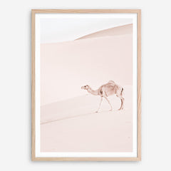 Shop Lone Camel II Photo Art Print a Moroccan desert boho themed photography wall art print from The Print Emporium wall artwork collection - Buy Australian made fine art poster and framed prints for the home and your interior decor room, TPE-829-AP