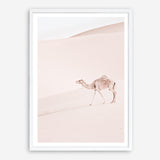 Shop Lone Camel II Photo Art Print a Moroccan desert boho themed photography wall art print from The Print Emporium wall artwork collection - Buy Australian made fine art poster and framed prints for the home and your interior decor room, TPE-829-AP