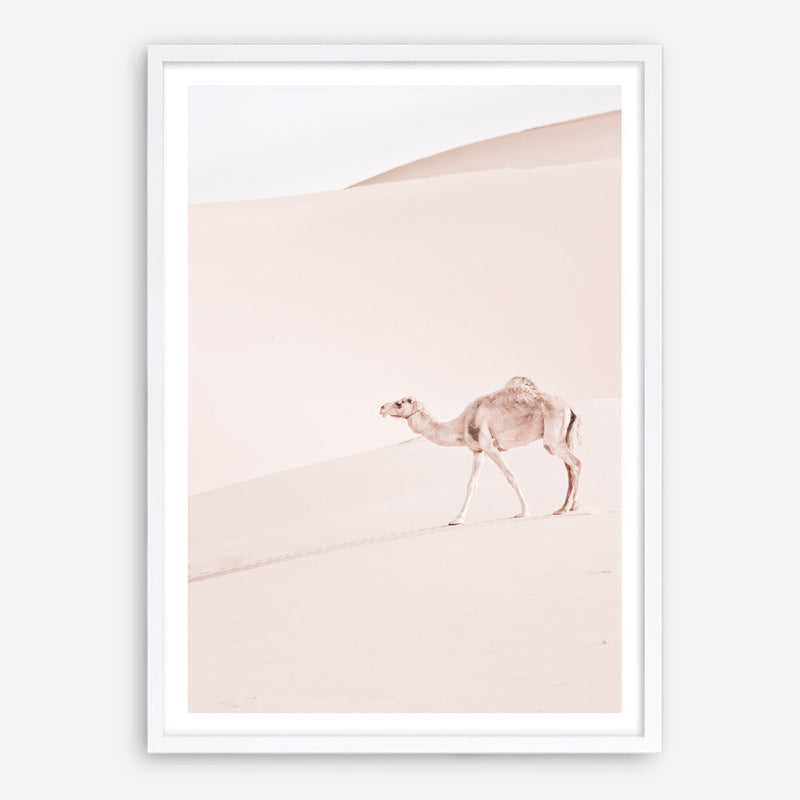 Shop Lone Camel II Photo Art Print a Moroccan desert boho themed photography wall art print from The Print Emporium wall artwork collection - Buy Australian made fine art poster and framed prints for the home and your interior decor room, TPE-829-AP