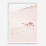 Shop Lone Camel II Photo Art Print a Moroccan desert boho themed photography wall art print from The Print Emporium wall artwork collection - Buy Australian made fine art poster and framed prints for the home and your interior decor room, TPE-829-AP