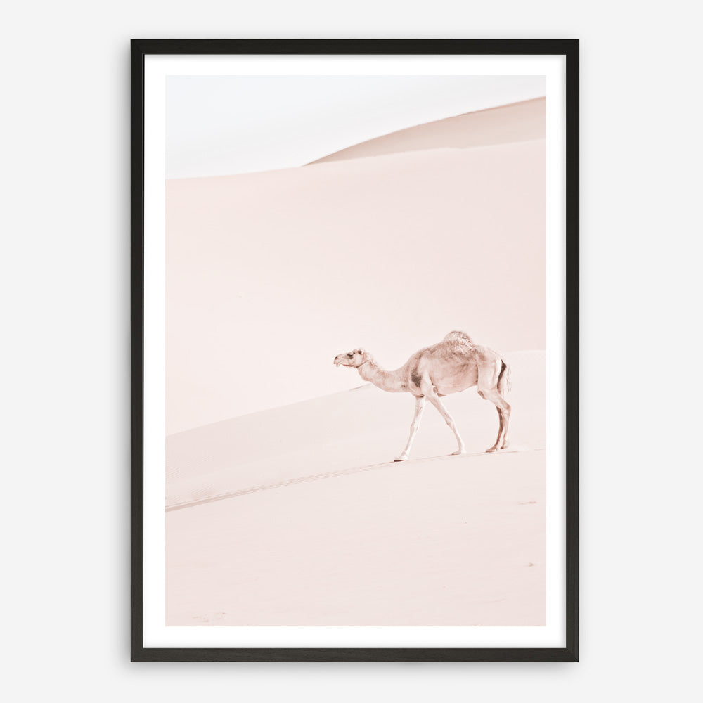 Shop Lone Camel II Photo Art Print a Moroccan desert boho themed photography wall art print from The Print Emporium wall artwork collection - Buy Australian made fine art poster and framed prints for the home and your interior decor room, TPE-829-AP