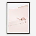 Shop Lone Camel II Photo Art Print a Moroccan desert boho themed photography wall art print from The Print Emporium wall artwork collection - Buy Australian made fine art poster and framed prints for the home and your interior decor room, TPE-829-AP