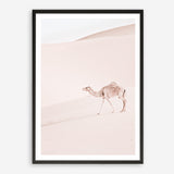 Shop Lone Camel II Photo Art Print a Moroccan desert boho themed photography wall art print from The Print Emporium wall artwork collection - Buy Australian made fine art poster and framed prints for the home and your interior decor room, TPE-829-AP
