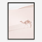 Shop Lone Camel II Photo Art Print a Moroccan desert boho themed photography wall art print from The Print Emporium wall artwork collection - Buy Australian made fine art poster and framed prints for the home and your interior decor room, TPE-829-AP