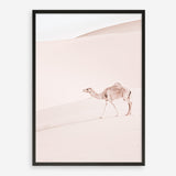 Shop Lone Camel II Photo Art Print a Moroccan desert boho themed photography wall art print from The Print Emporium wall artwork collection - Buy Australian made fine art poster and framed prints for the home and your interior decor room, TPE-829-AP