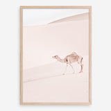 Shop Lone Camel II Photo Art Print a Moroccan desert boho themed photography wall art print from The Print Emporium wall artwork collection - Buy Australian made fine art poster and framed prints for the home and your interior decor room, TPE-829-AP