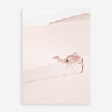 Shop Lone Camel II Photo Art Print a Moroccan desert boho themed photography wall art print from The Print Emporium wall artwork collection - Buy Australian made fine art poster and framed prints for the home and your interior decor room, TPE-829-AP