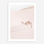 Shop Lone Camel II Photo Art Print a Moroccan desert boho themed photography wall art print from The Print Emporium wall artwork collection - Buy Australian made fine art poster and framed prints for the home and your interior decor room, TPE-829-AP