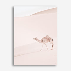 Shop Lone Camel II Photo Canvas Print a Moroccan desert boho themed photography framed stretched canvas print from The Print Emporium wall artwork collection - Buy Australian made prints for the home and your interior decor space, TPE-829-CA-35X46-NF