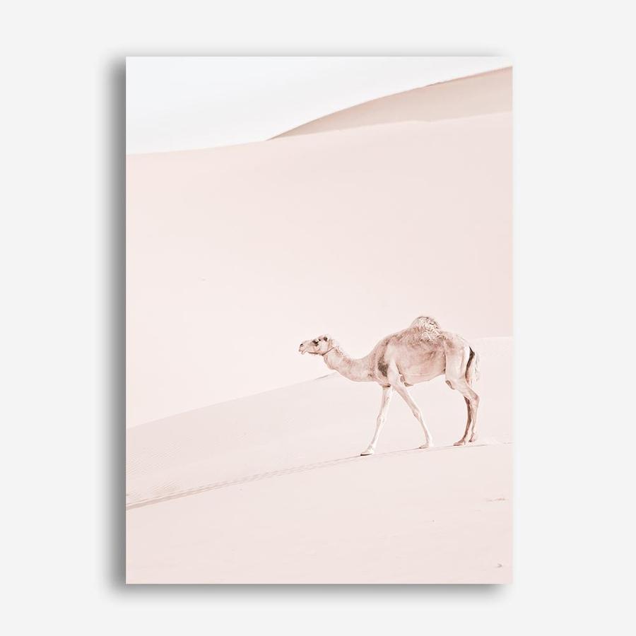 Shop Lone Camel II Photo Canvas Print a Moroccan desert boho themed photography framed stretched canvas print from The Print Emporium wall artwork collection - Buy Australian made prints for the home and your interior decor space, TPE-829-CA-35X46-NF