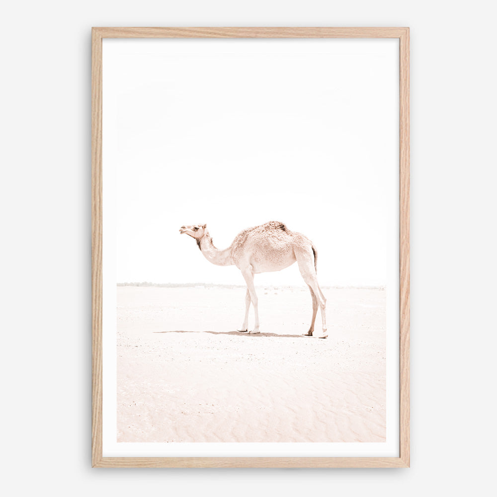 Shop Lone Camel III Photo Art Print a Moroccan desert boho themed photography wall art print from The Print Emporium wall artwork collection - Buy Australian made fine art poster and framed prints for the home and your interior decor room, TPE-834-AP
