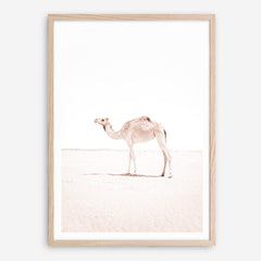 Shop Lone Camel III Photo Art Print a Moroccan desert boho themed photography wall art print from The Print Emporium wall artwork collection - Buy Australian made fine art poster and framed prints for the home and your interior decor room, TPE-834-AP