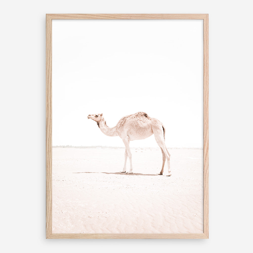 Shop Lone Camel III Photo Art Print a Moroccan desert boho themed photography wall art print from The Print Emporium wall artwork collection - Buy Australian made fine art poster and framed prints for the home and your interior decor room, TPE-834-AP