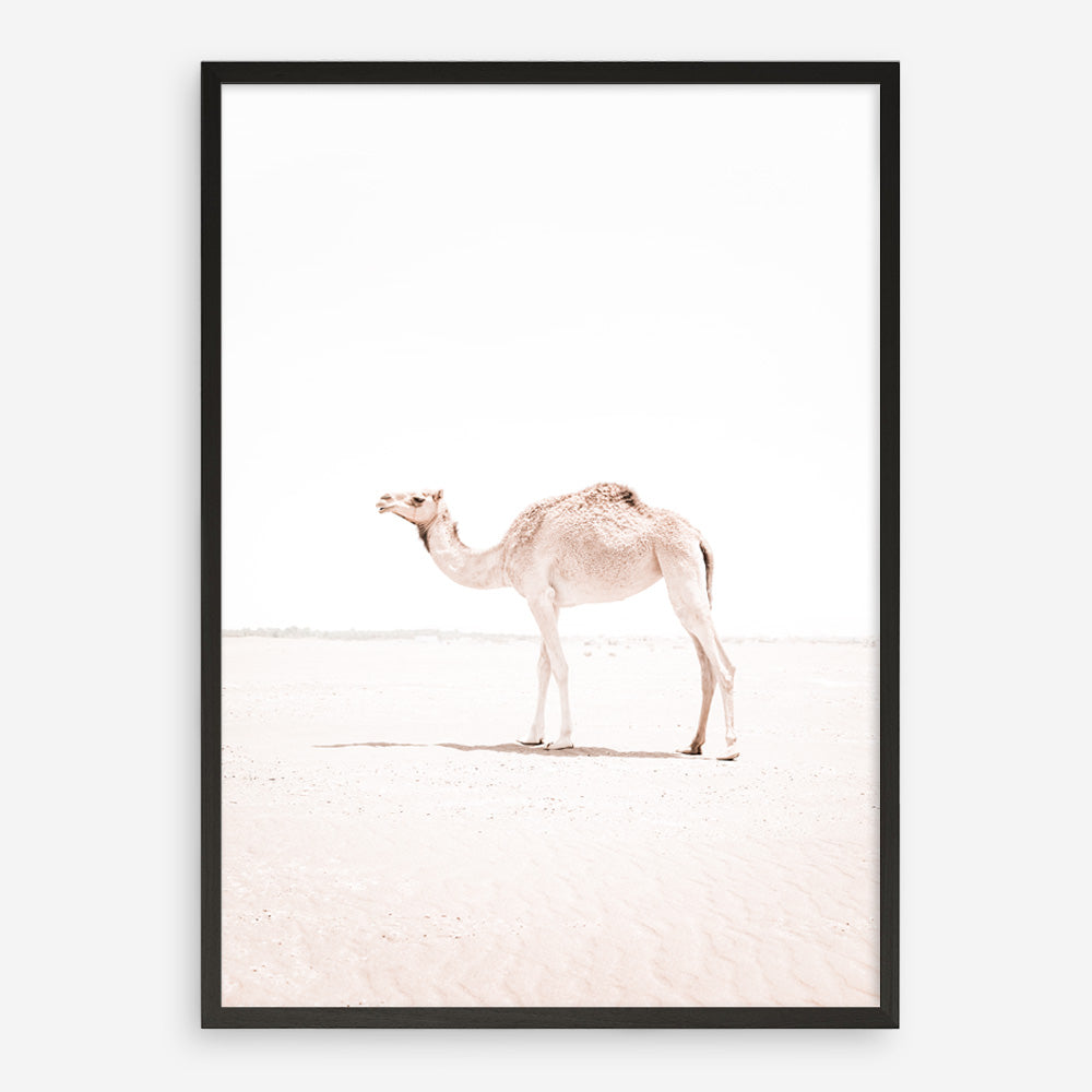 Shop Lone Camel III Photo Art Print a Moroccan desert boho themed photography wall art print from The Print Emporium wall artwork collection - Buy Australian made fine art poster and framed prints for the home and your interior decor room, TPE-834-AP