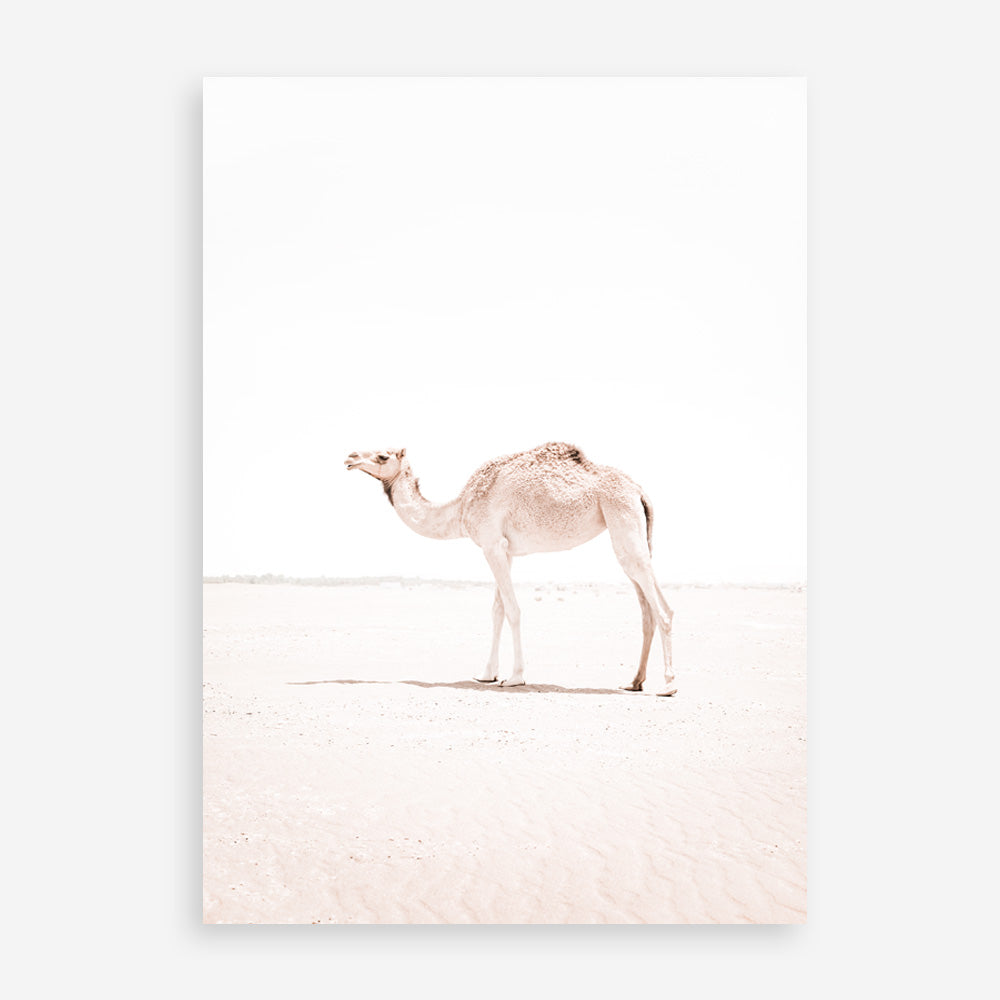 Shop Lone Camel III Photo Art Print a Moroccan desert boho themed photography wall art print from The Print Emporium wall artwork collection - Buy Australian made fine art poster and framed prints for the home and your interior decor room, TPE-834-AP