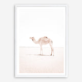 Shop Lone Camel III Photo Art Print a Moroccan desert boho themed photography wall art print from The Print Emporium wall artwork collection - Buy Australian made fine art poster and framed prints for the home and your interior decor room, TPE-834-AP