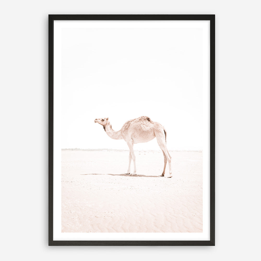 Shop Lone Camel III Photo Art Print a Moroccan desert boho themed photography wall art print from The Print Emporium wall artwork collection - Buy Australian made fine art poster and framed prints for the home and your interior decor room, TPE-834-AP