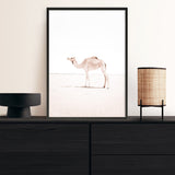 Shop Lone Camel III Photo Art Print a Moroccan desert boho themed photography wall art print from The Print Emporium wall artwork collection - Buy Australian made fine art poster and framed prints for the home and your interior decor room, TPE-834-AP