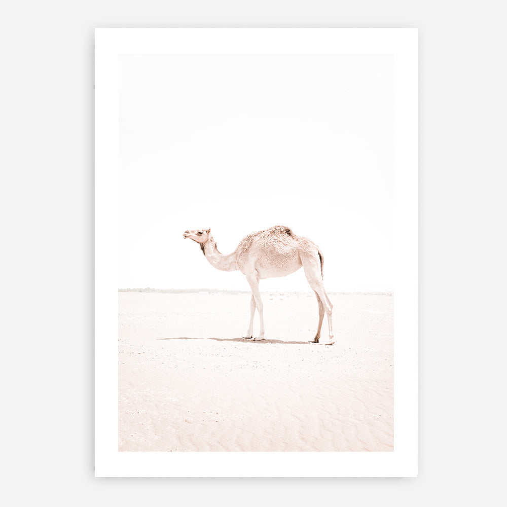 Shop Lone Camel III Photo Art Print a Moroccan desert boho themed photography wall art print from The Print Emporium wall artwork collection - Buy Australian made fine art poster and framed prints for the home and your interior decor room, TPE-834-AP