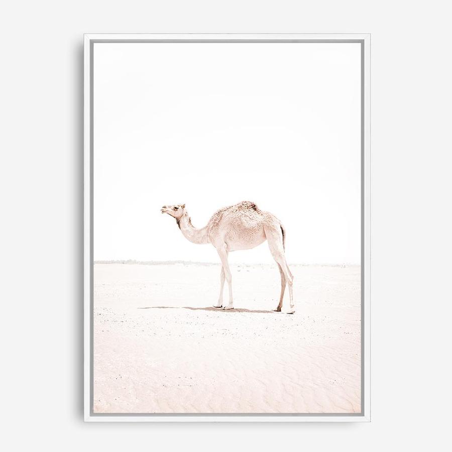 Shop Lone Camel III Photo Canvas Print a Moroccan desert boho themed photography framed stretched canvas print from The Print Emporium wall artwork collection - Buy Australian made prints for the home and your interior decor space, TPE-834-CA-35X46-NF