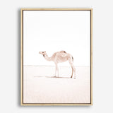 Shop Lone Camel III Photo Canvas Print a Moroccan desert boho themed photography framed stretched canvas print from The Print Emporium wall artwork collection - Buy Australian made prints for the home and your interior decor space, TPE-834-CA-35X46-NF