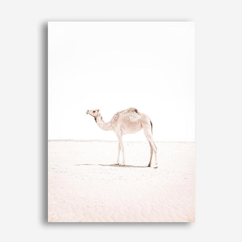 Shop Lone Camel III Photo Canvas Print a Moroccan desert boho themed photography framed stretched canvas print from The Print Emporium wall artwork collection - Buy Australian made prints for the home and your interior decor space, TPE-834-CA-35X46-NF