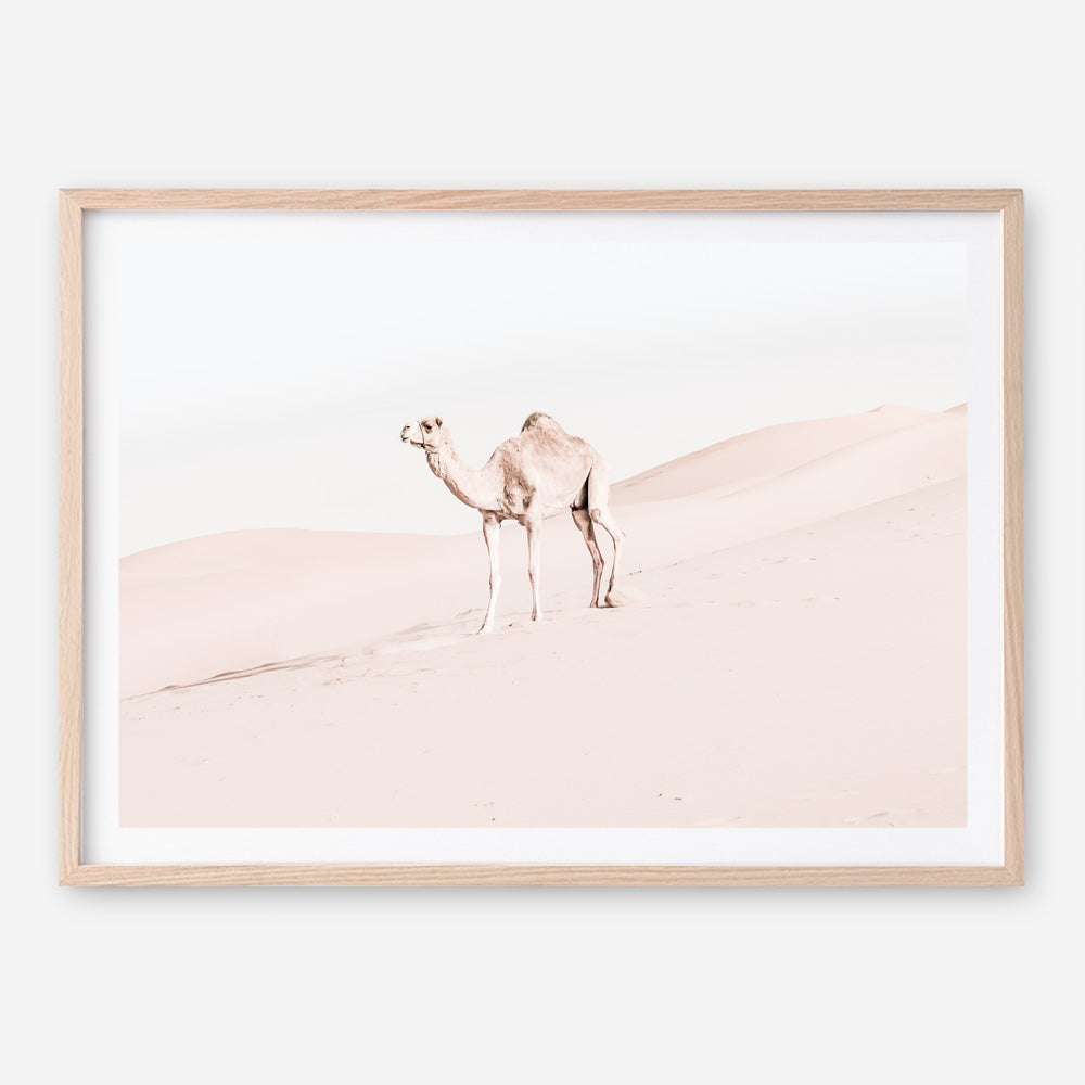 Shop Lone Camel Photo Art Print a Moroccan desert boho themed photography wall art print from The Print Emporium wall artwork collection - Buy Australian made fine art poster and framed prints for the home and your interior decor room, TPE-828-AP