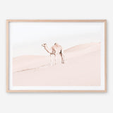 Shop Lone Camel Photo Art Print a Moroccan desert boho themed photography wall art print from The Print Emporium wall artwork collection - Buy Australian made fine art poster and framed prints for the home and your interior decor room, TPE-828-AP