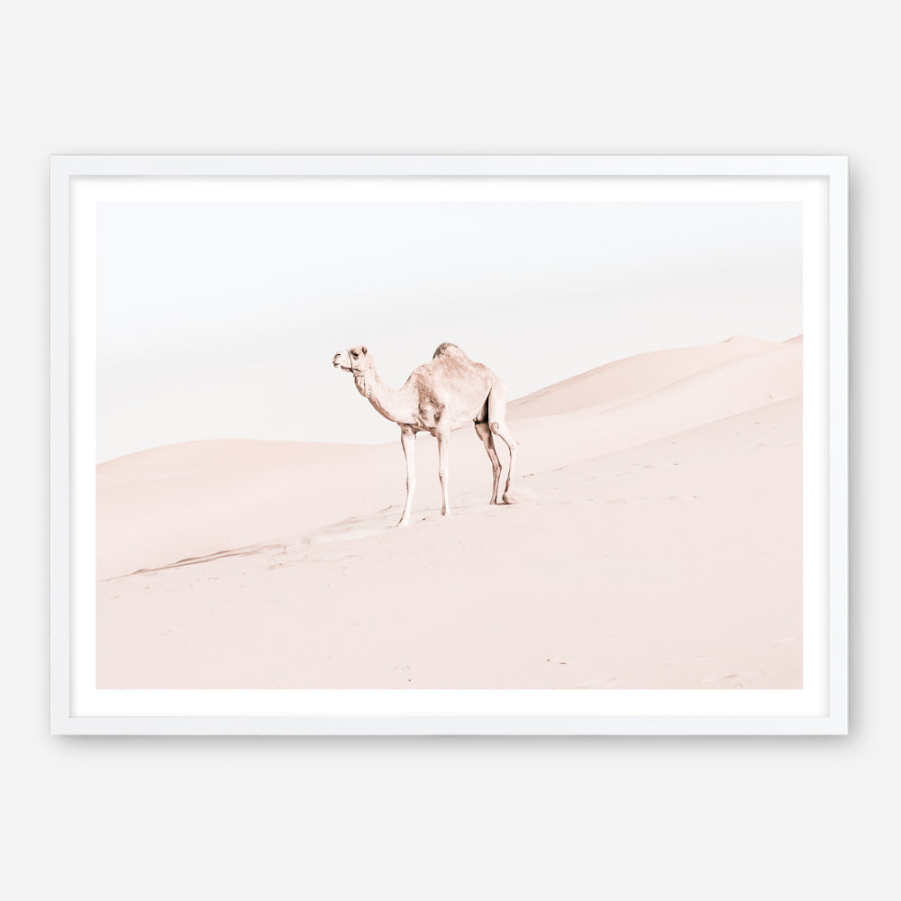 Shop Lone Camel Photo Art Print a Moroccan desert boho themed photography wall art print from The Print Emporium wall artwork collection - Buy Australian made fine art poster and framed prints for the home and your interior decor room, TPE-828-AP