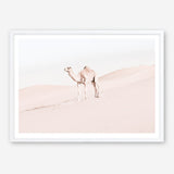 Shop Lone Camel Photo Art Print a Moroccan desert boho themed photography wall art print from The Print Emporium wall artwork collection - Buy Australian made fine art poster and framed prints for the home and your interior decor room, TPE-828-AP