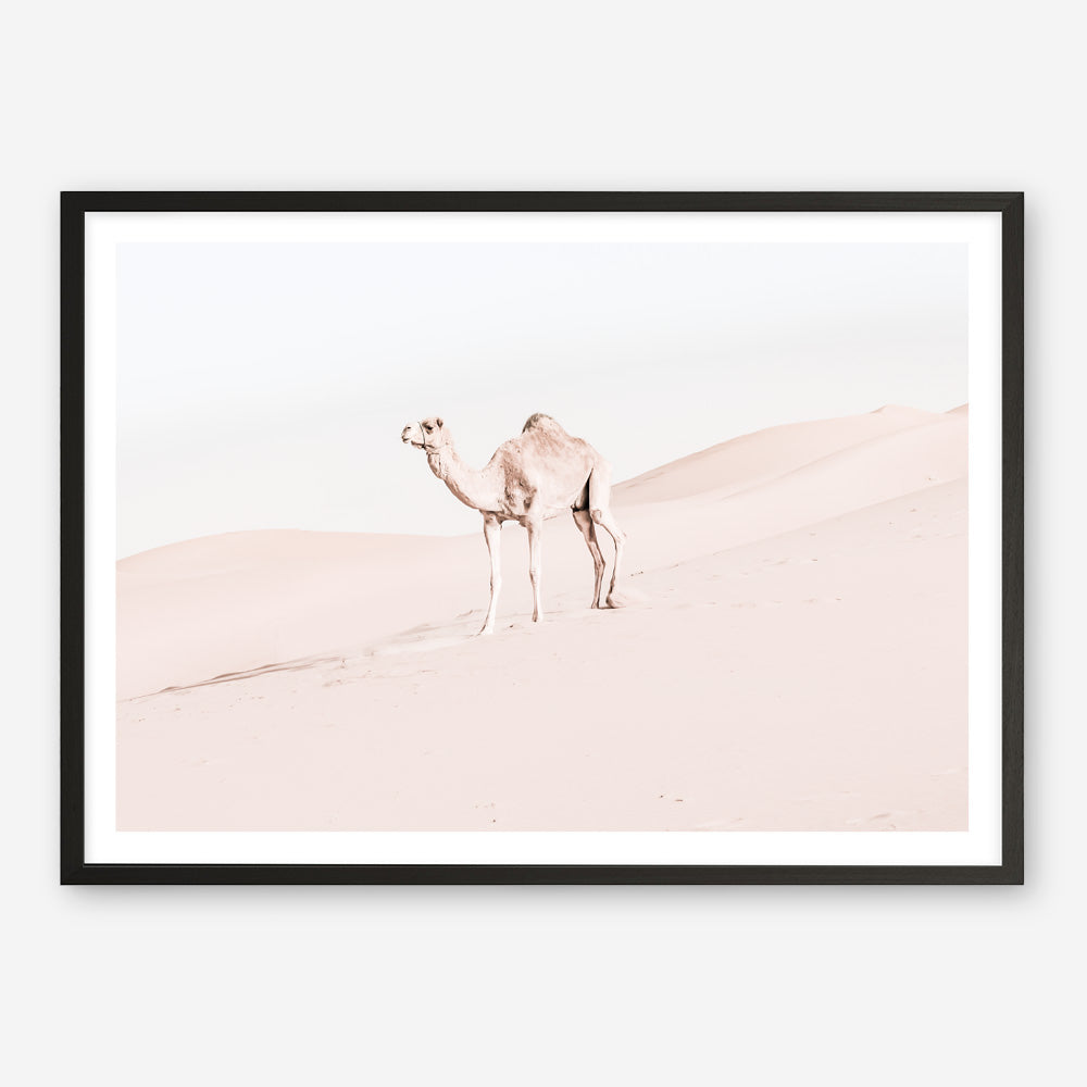 Shop Lone Camel Photo Art Print a Moroccan desert boho themed photography wall art print from The Print Emporium wall artwork collection - Buy Australian made fine art poster and framed prints for the home and your interior decor room, TPE-828-AP