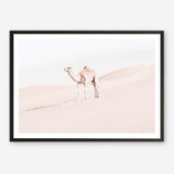 Shop Lone Camel Photo Art Print a Moroccan desert boho themed photography wall art print from The Print Emporium wall artwork collection - Buy Australian made fine art poster and framed prints for the home and your interior decor room, TPE-828-AP