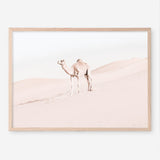 Shop Lone Camel Photo Art Print a Moroccan desert boho themed photography wall art print from The Print Emporium wall artwork collection - Buy Australian made fine art poster and framed prints for the home and your interior decor room, TPE-828-AP