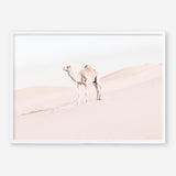 Shop Lone Camel Photo Art Print a Moroccan desert boho themed photography wall art print from The Print Emporium wall artwork collection - Buy Australian made fine art poster and framed prints for the home and your interior decor room, TPE-828-AP